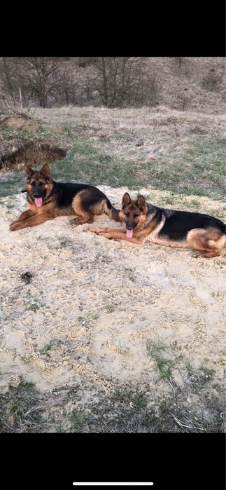 Німецька вівчарка