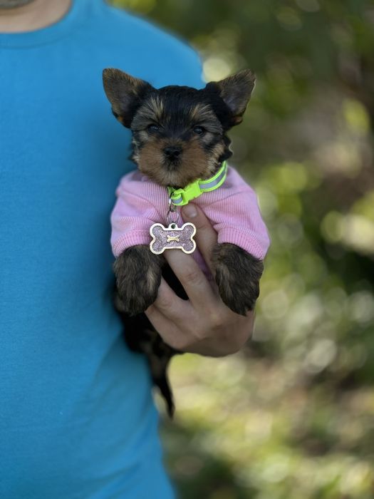 Унікальні міні-Йорки — любов у кожному погляді