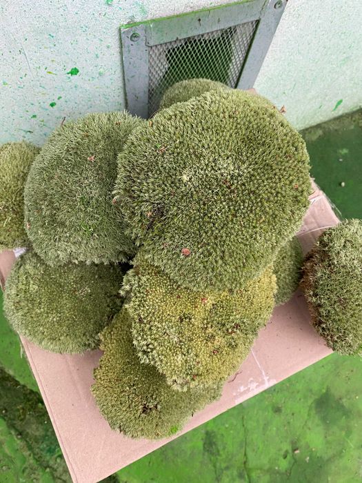 Скуп мох Кочка лісовий