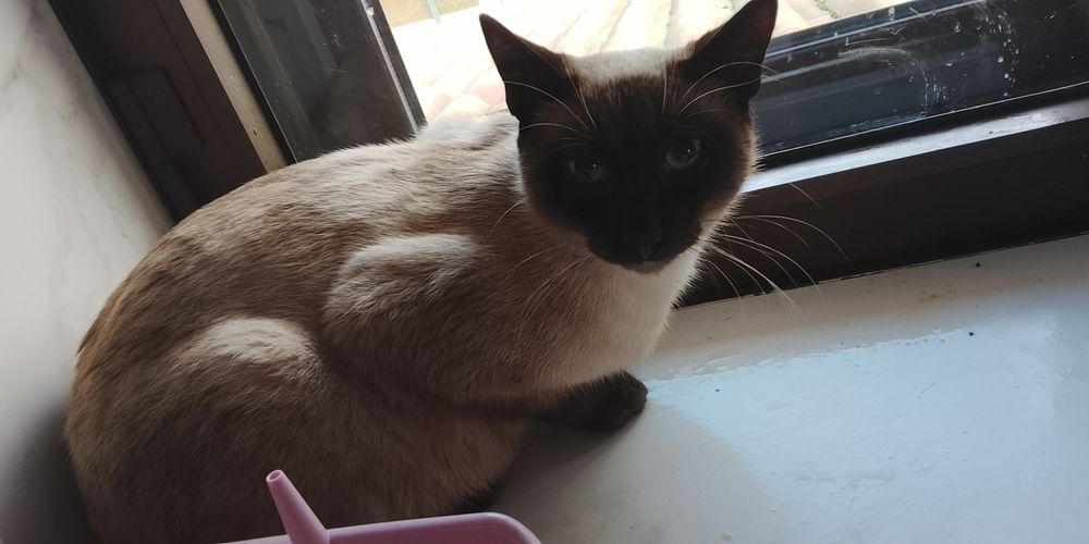 Urgente Gato macho de 1 ano para doar