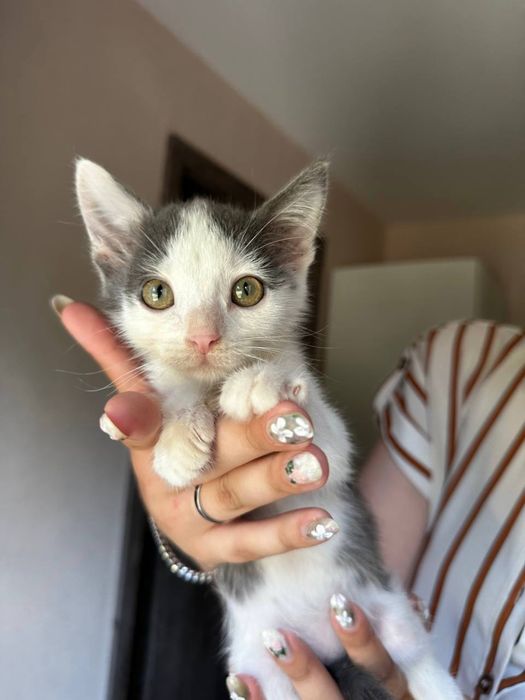 Котики з Оріхова шукають батьків