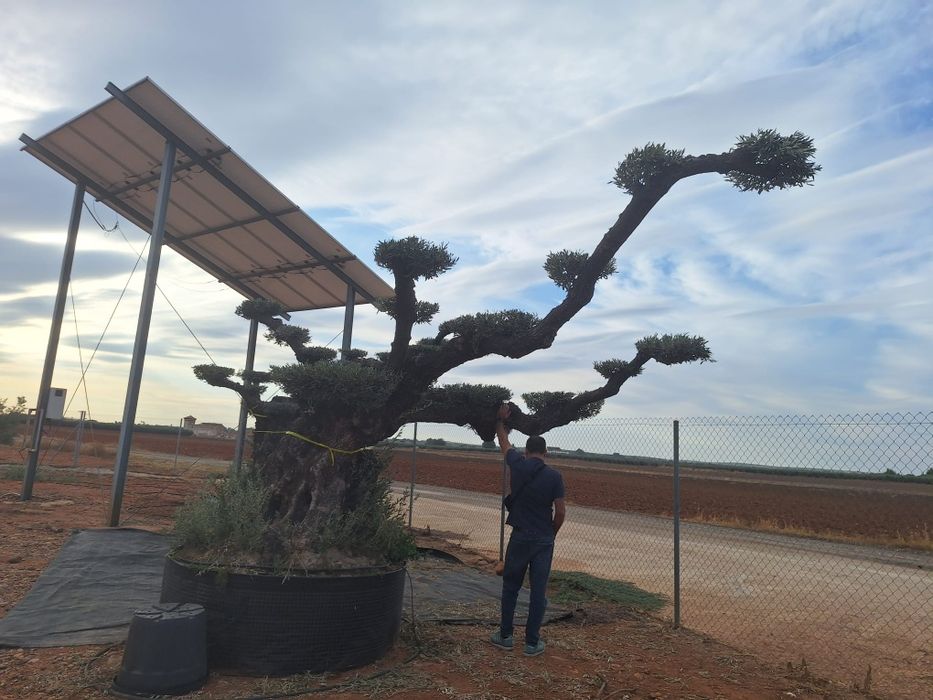 Oliveiras bonsai milenares em pratos XXXLLL