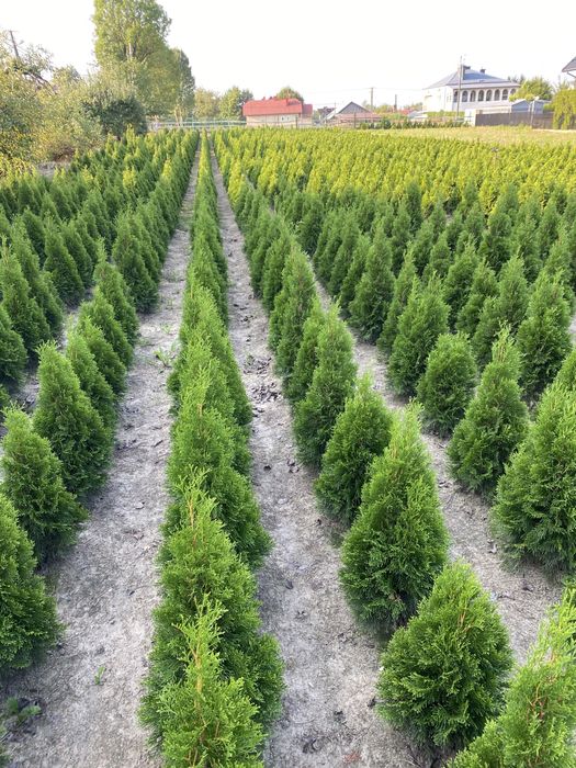 Tuje thuje Szmaragd OKAZJA