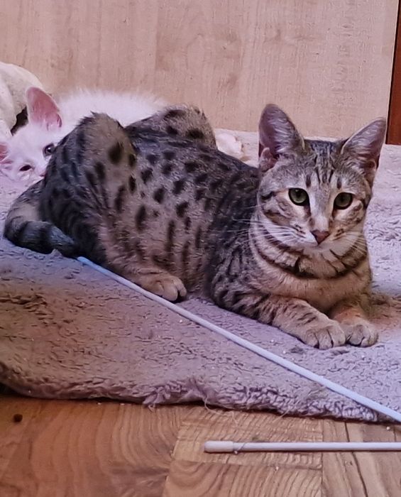 Kocur Savannah F6 SBT