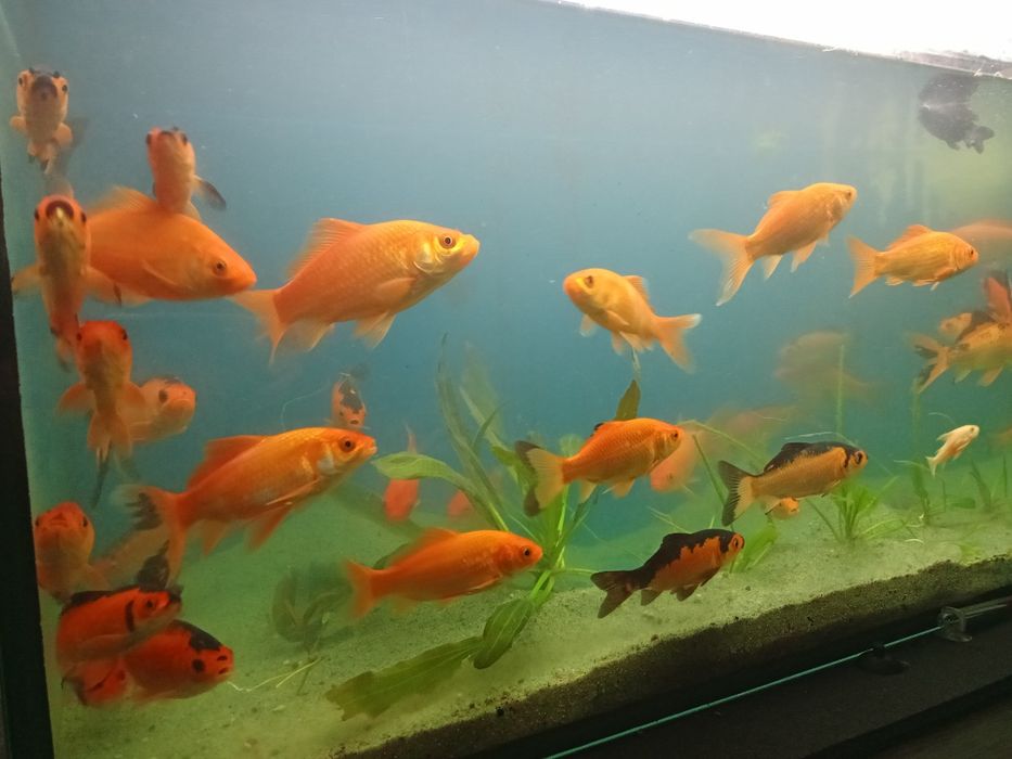 Karaś kolorowy ozdobny