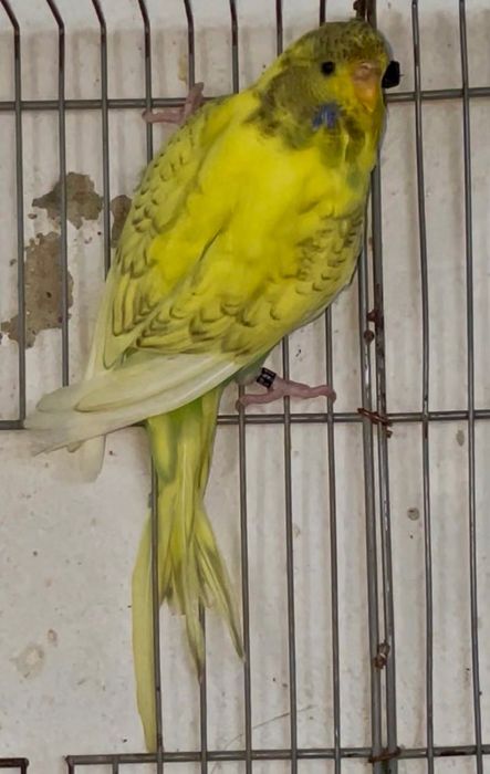 Aves para venda