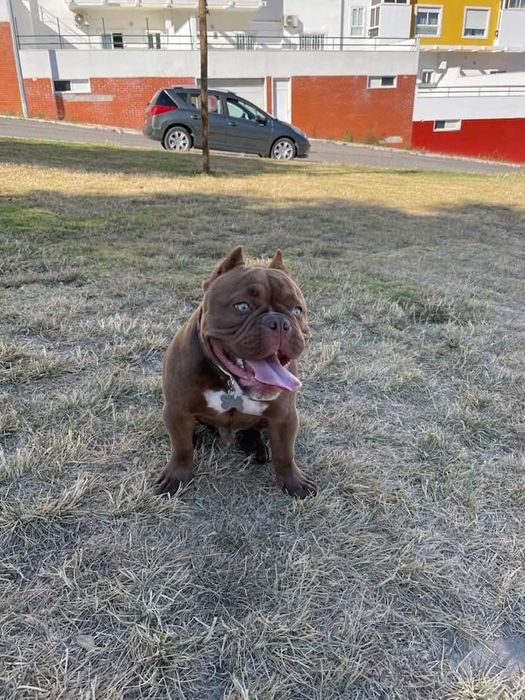 American bully Disponível para montas ( criações )