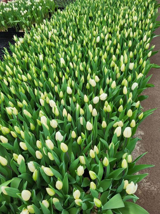 Цибулини тюльпана після вигонки 140 гр