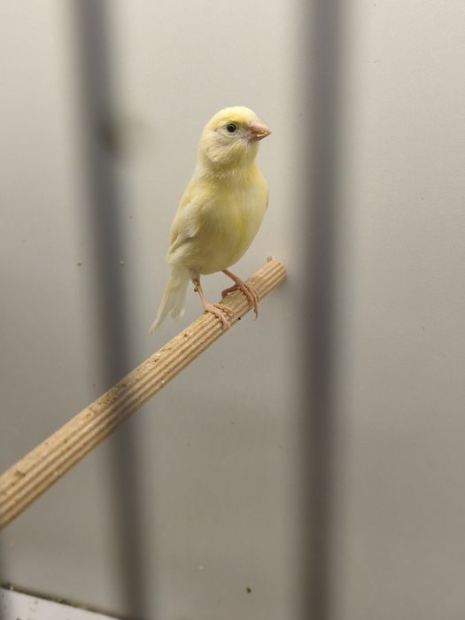 Kanarki samce, samice