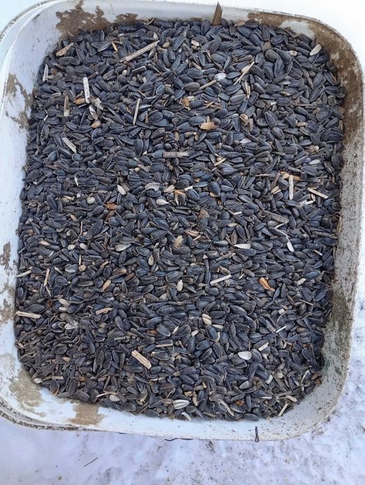 Słonecznik czarny ziarno dla ptaków gołębi 12kg wysyłka