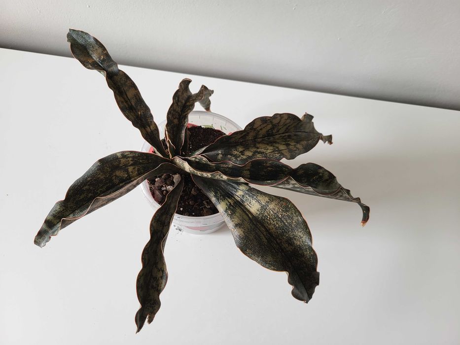Sansevieria kirkii var. pulchra Coppertone - duża