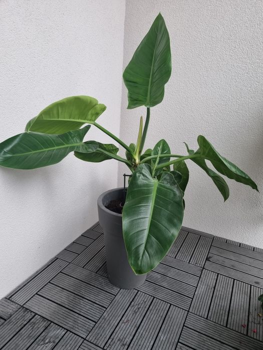 Филодендрон Империал + вазон серый