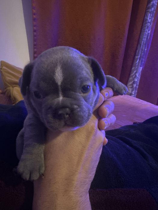Bildogue Francês macho