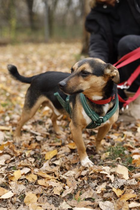 4-letni pies do adopcji