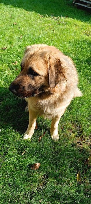 Oddam owczarka kakaskiego