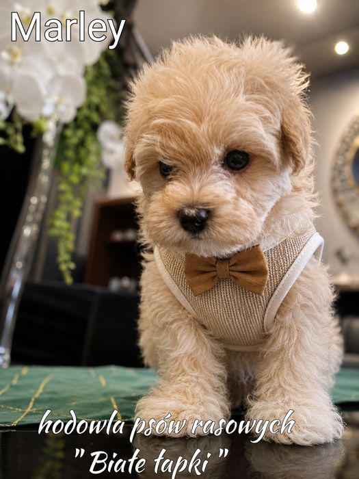 Piesek Maltipoo miniaturka