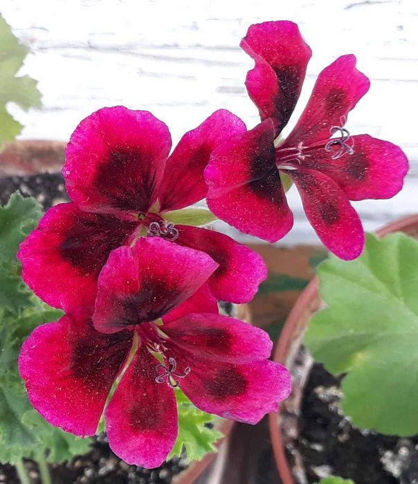 пеларгонія королівська, заввишки 44 см