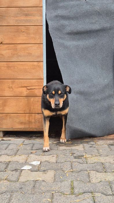 Blagamy o dom dla Snapiego