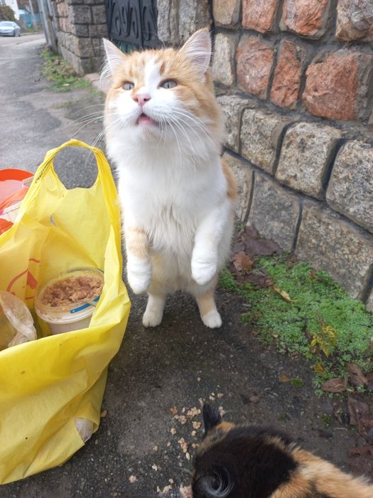 Молодий котик проситься в сім'ю