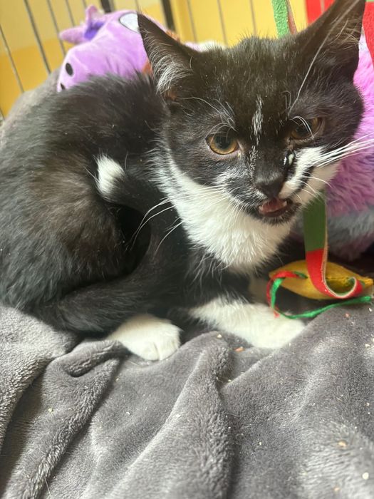 Maurycy ,kociak zadbany ,zdrowy ,sźuka domu.