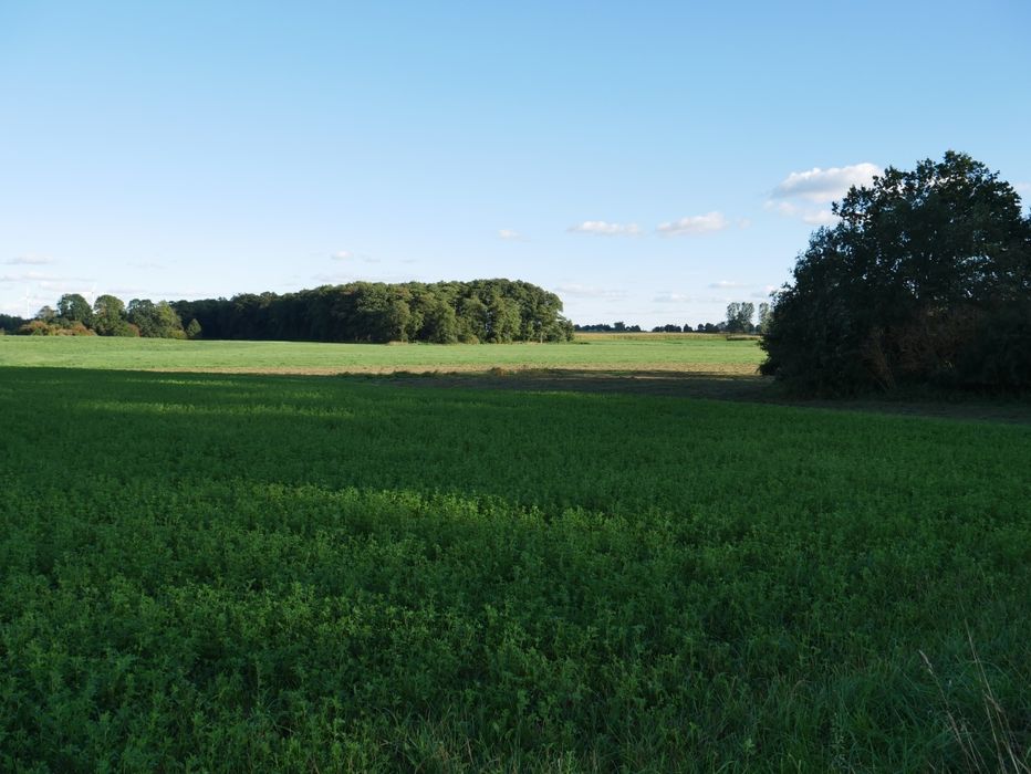 Działka budowlana z warunkami zabudowy 2500m2