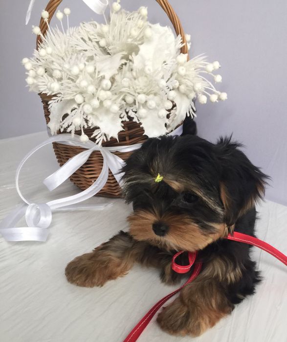 Йорки гарнесенькі