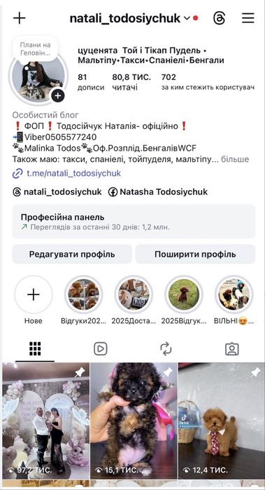 Бенгальський котик з документами клубу