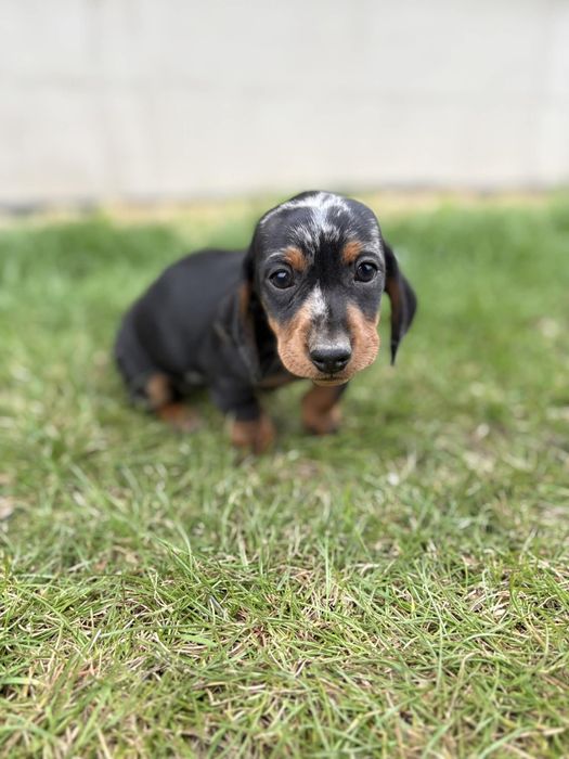 Jamnik krótkowłosy suczka