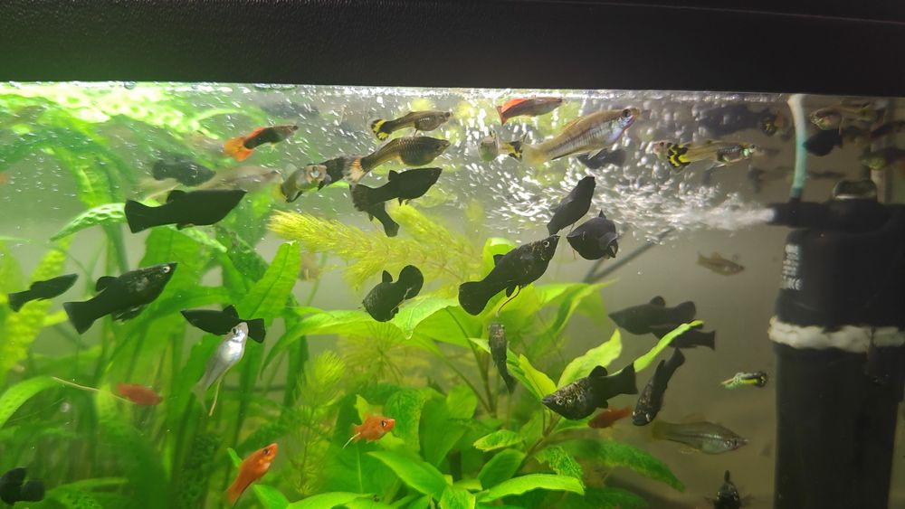 Pawie Oczka Molinezje Czarne Mieczyki