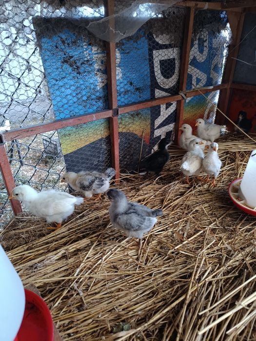 Vendo poedeiras da raça legorne