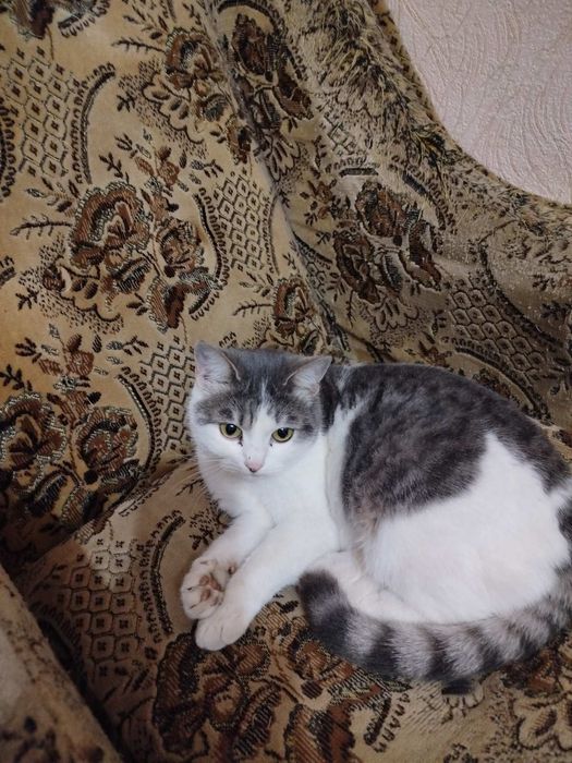 Віддам кішечку в добрі руки