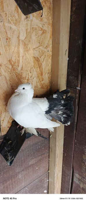 Gołębie ozdobne samczyk