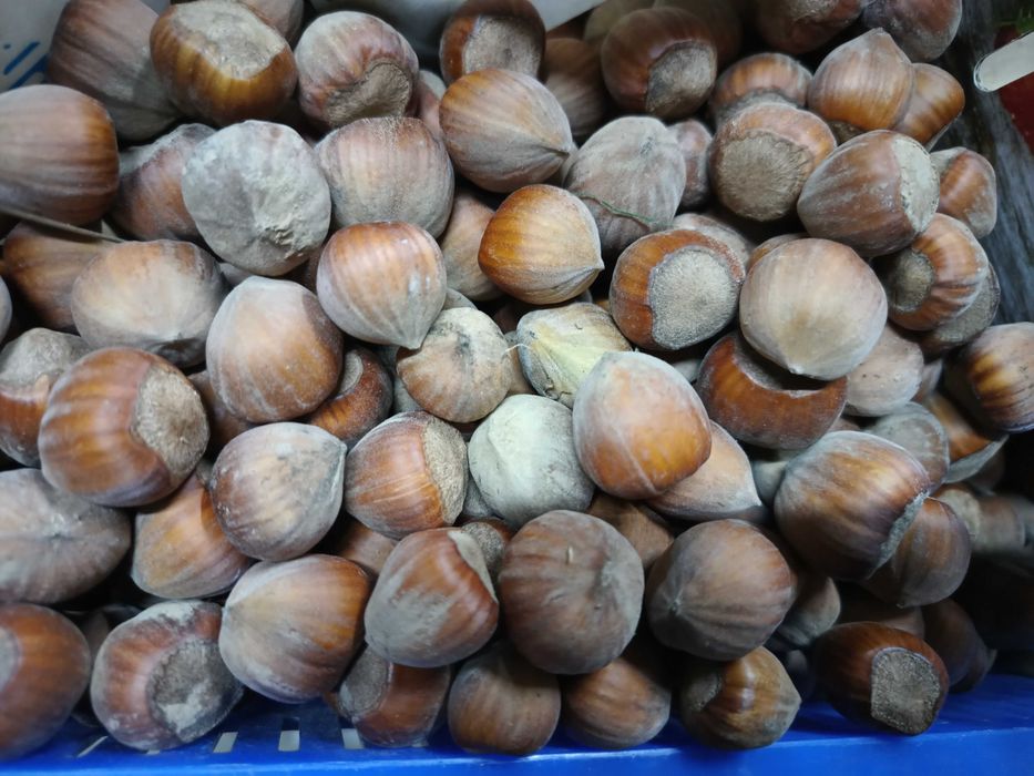 Orzechy laskowe 2kg