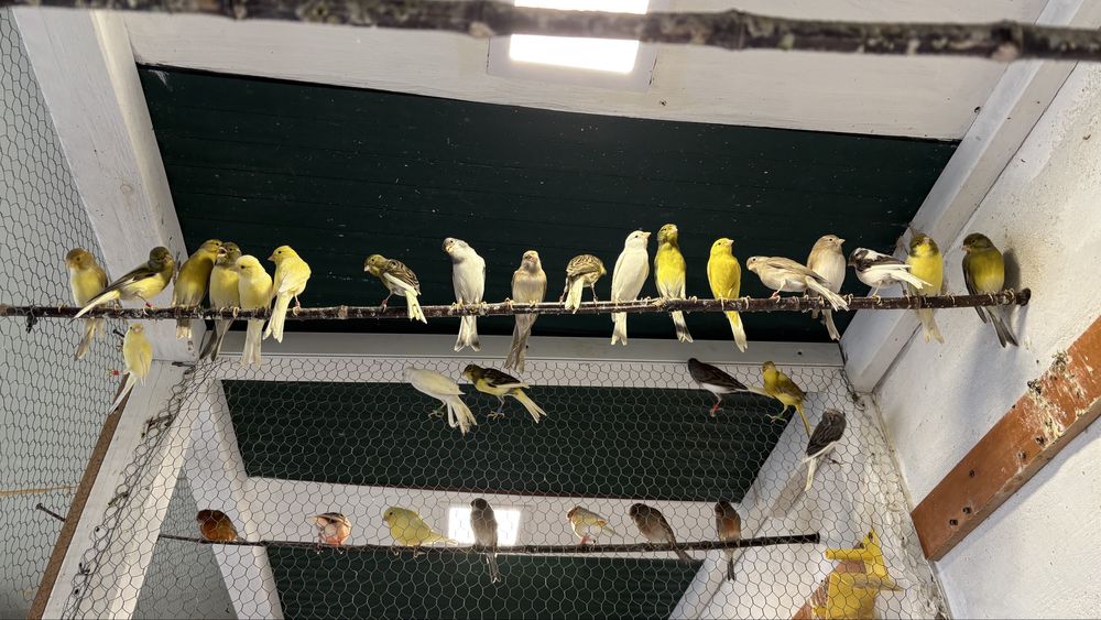 Cánarios osso do japao