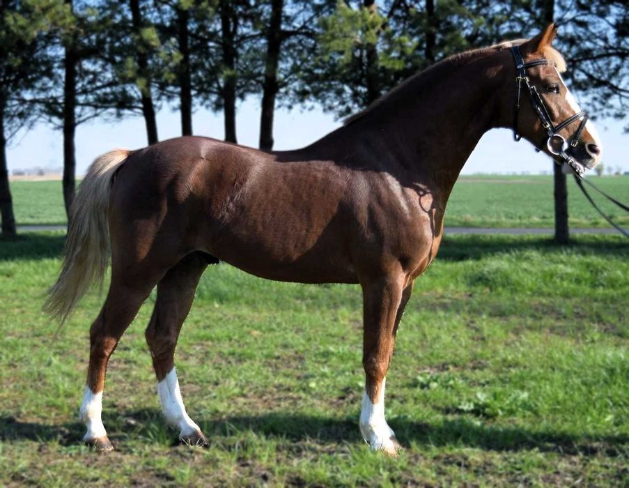 Super kuc grupa A2/C. Cena podana w Euro.