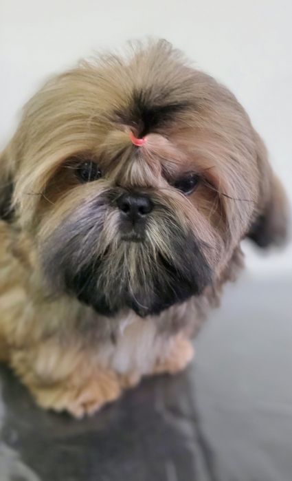 Filhote Fêmea Shih Tzu
