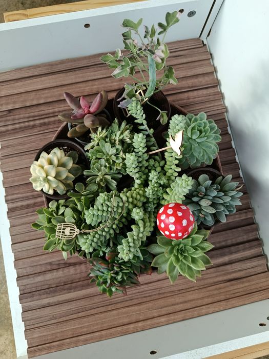 Conjunto de suculentas com acessórios
