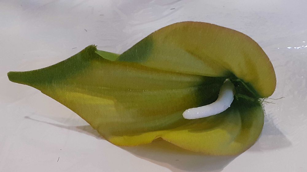 3 szt kalia kalla mała  główka wyrobowa