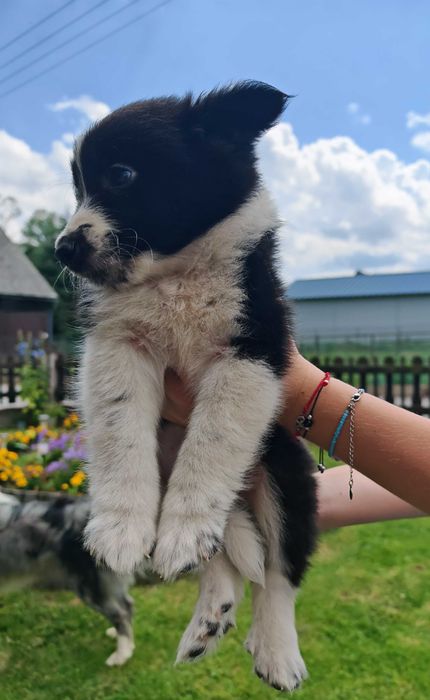 Szczeniak Border Collie