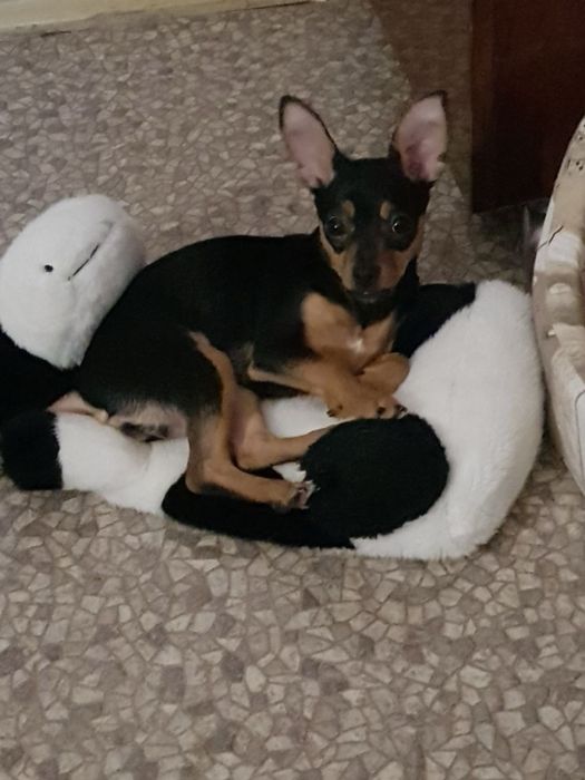 Дівчинка Той-Терьєр