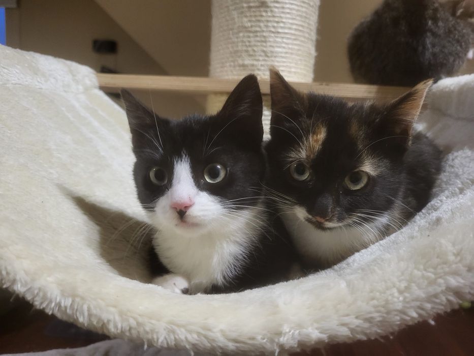 60 kociaków szuka domków