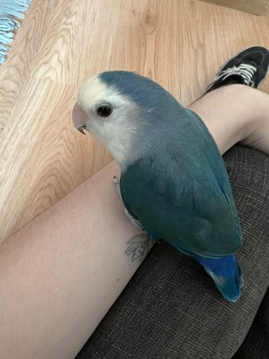 Casal de agapórnis / lovebirds