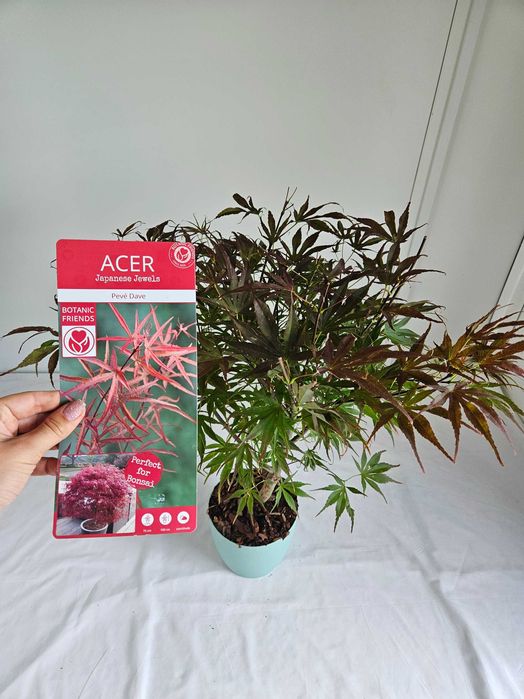 Klon palmowy Pave Dave 75cm C3 – czerwony przebarwiający się