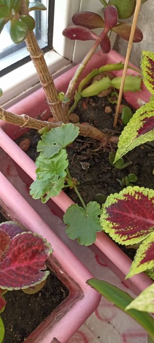 Обмін     квітів