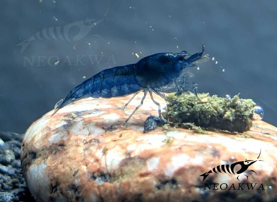 Krewetki BLUE Velvet