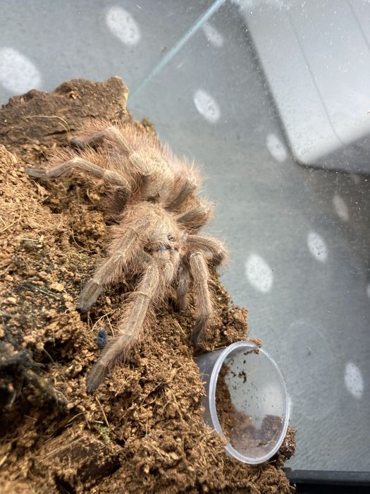 Samica nhaandu tripeppi subadult