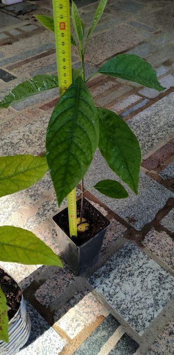 Grafted Avocado Trees64585692809986124