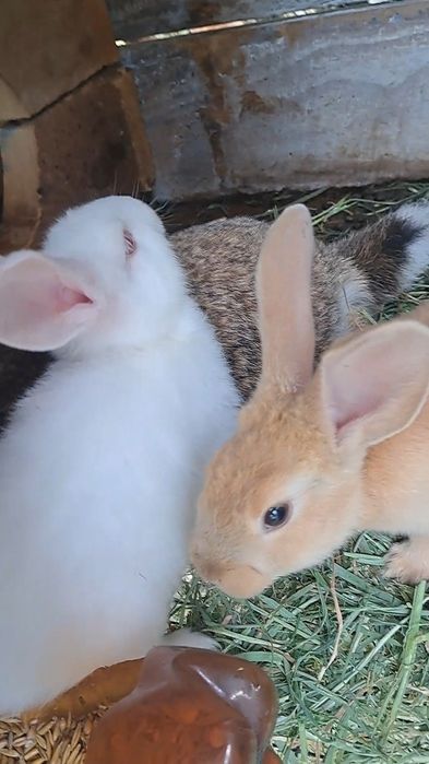 Продам домашніх кроликів різного віку.