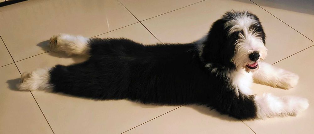Suczka Bearded collie szczenię FCI