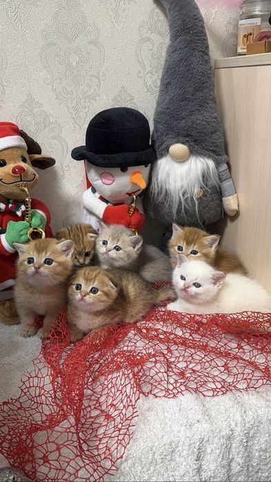 Ніжні кошенята шотландської породи